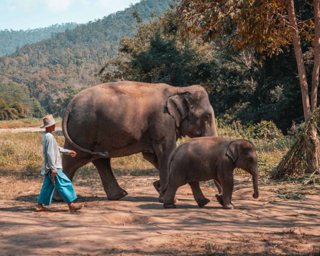 4 Things You Should Know about Elephants in Thailand