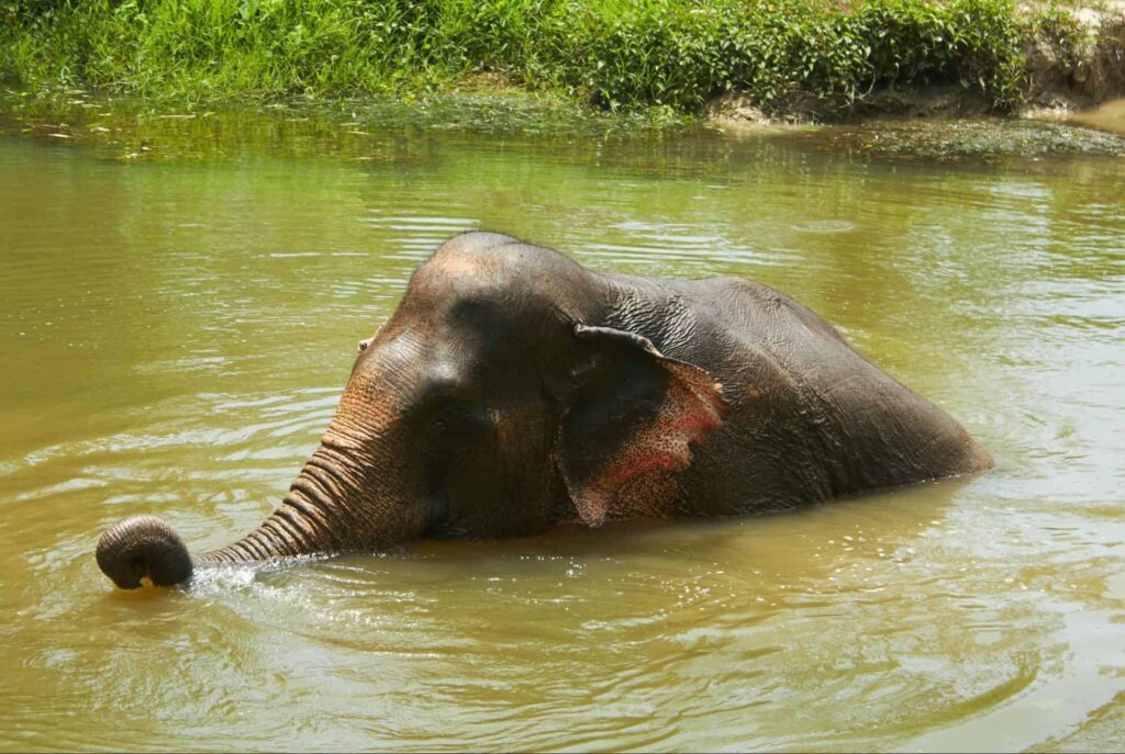 A Brief Fact Dive Into the Elephants of Thailand