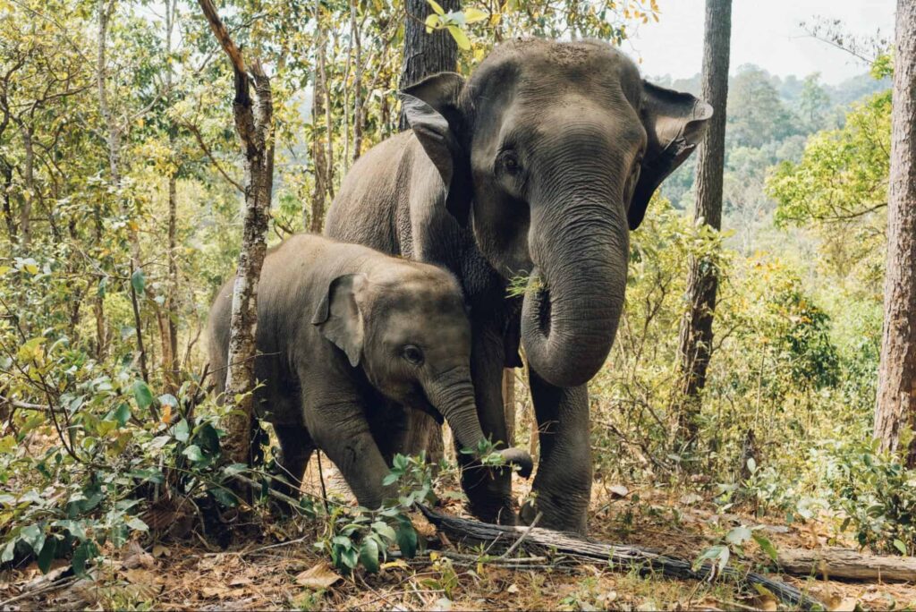 Elephants in Thailand are an endangered species.