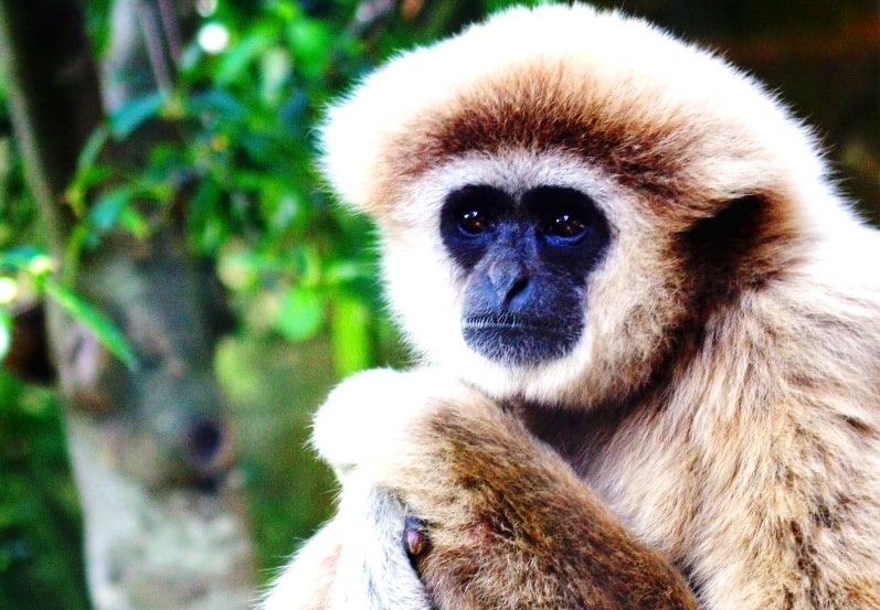 Gibbon Rehabilitation Project