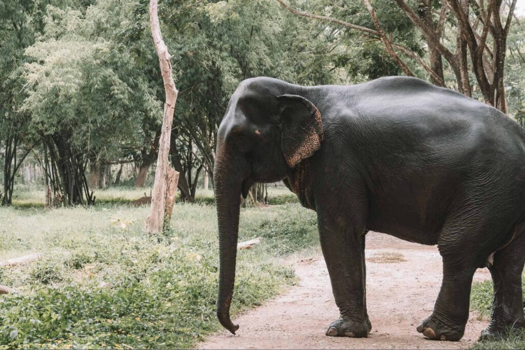 Many elephants receive unethical treatment.