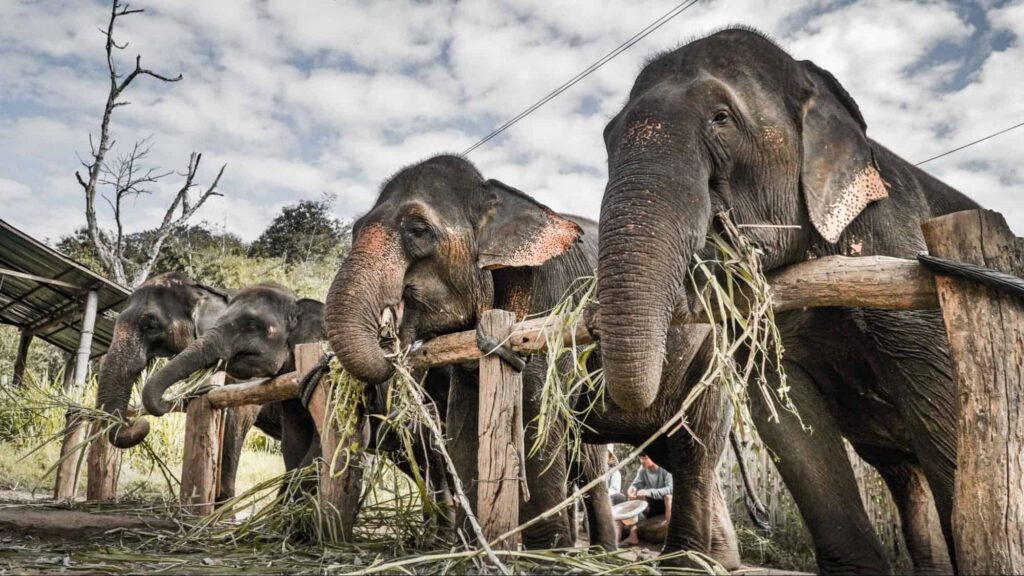 Our Picks for Ethical Elephant Sanctuaries in Thailand