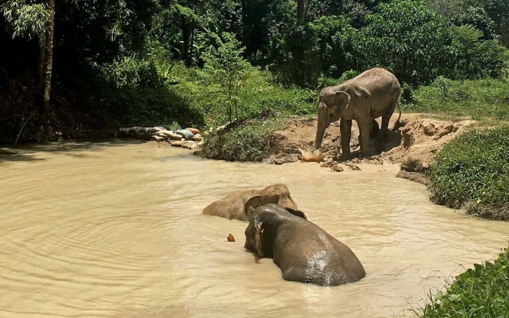 Phuket Elephant Sanctuary