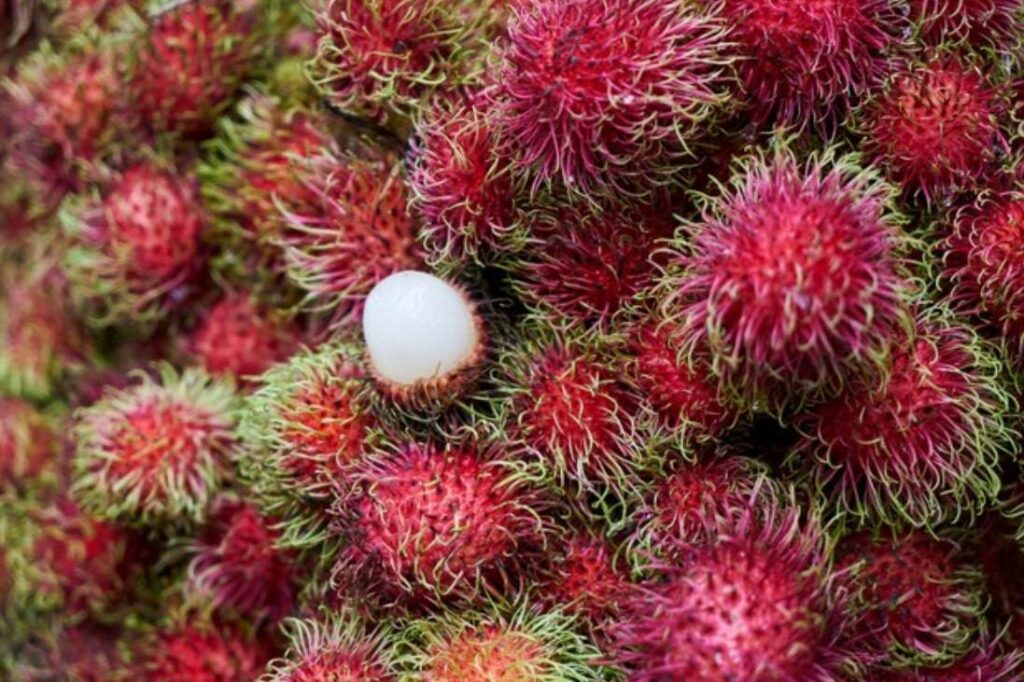 Rambutan