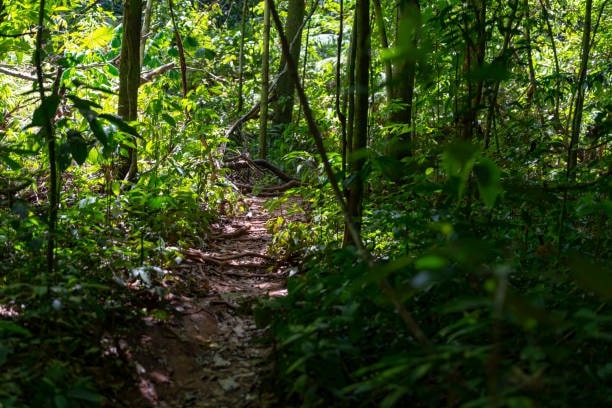 Hike in Khao Sok National Park's Homepage