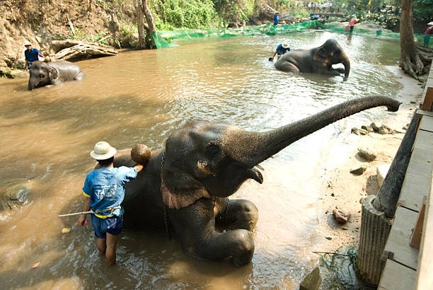 1. Elephant Nature Park