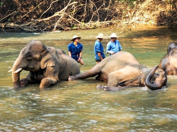 2. Wildlife Friends Foundation Thailand