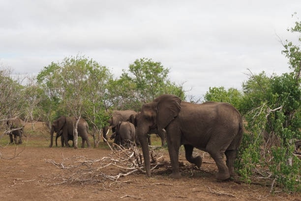 9. Volunteer South Africa - Wildlife Conservation Work (Foreign)