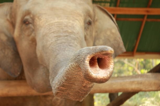 Adult local native female asian Elephant working