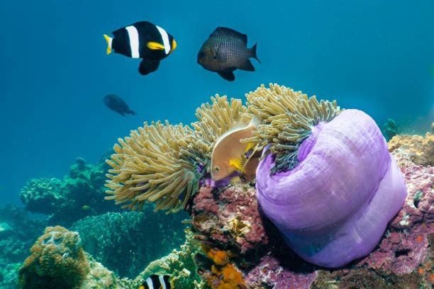 Best Dive Sites and Locations in Thailand