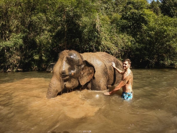 Elephant Enjoying Mud Bath with Tourist