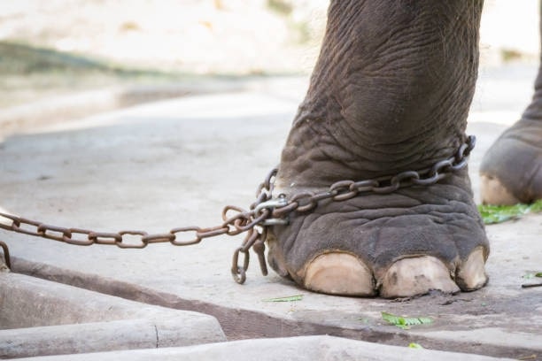 Heavy chain on elephant leg