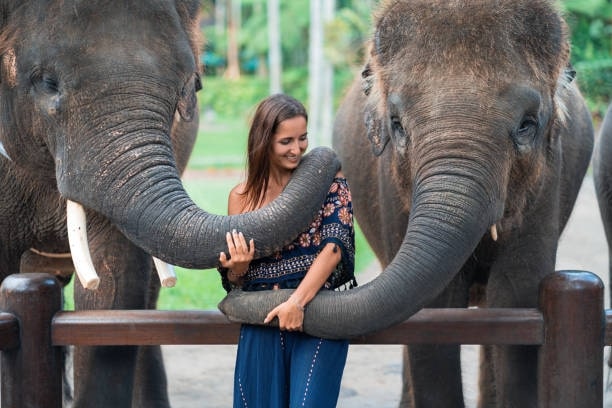 How to Volunteer at Ethical Elephant Sanctuaries in Thailand