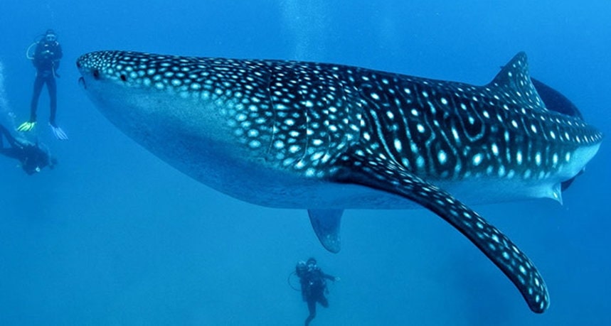 Scuva Diving in Hin Daeng and Hin Muang