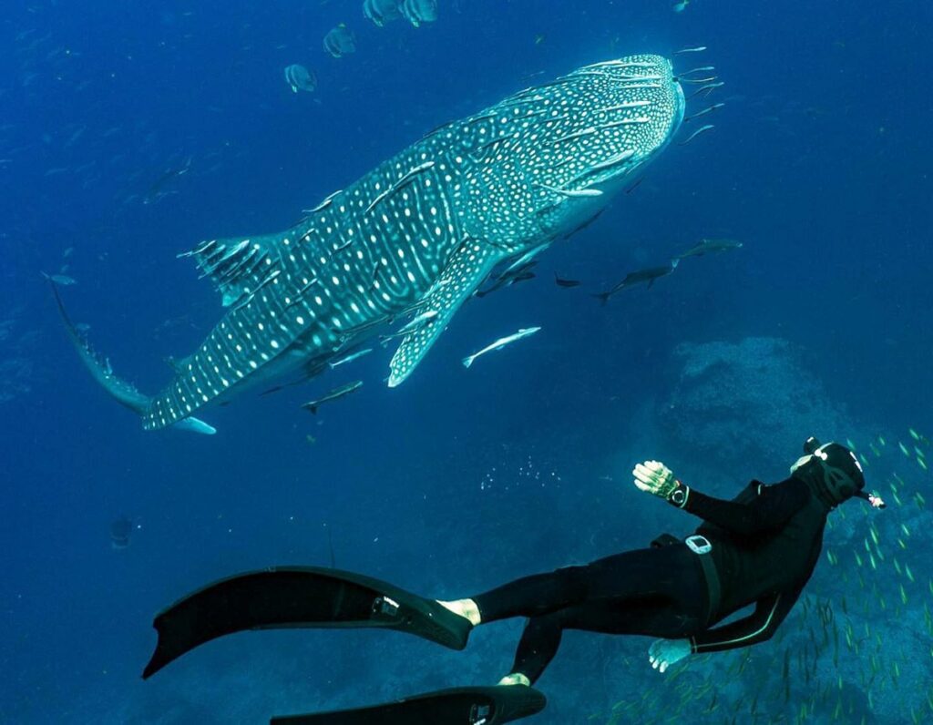 Scuva Diving in Koh Pha-ngan