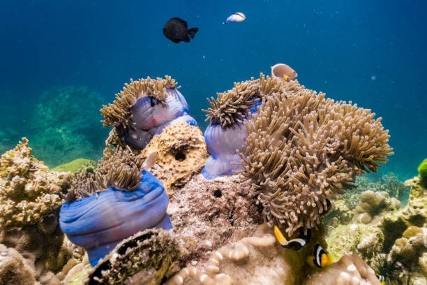 Scuva Diving in Koh Phi Phi