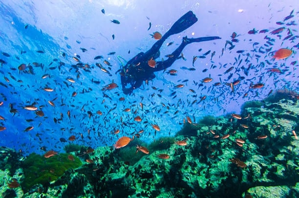 Scuva Diving in Koh Tao