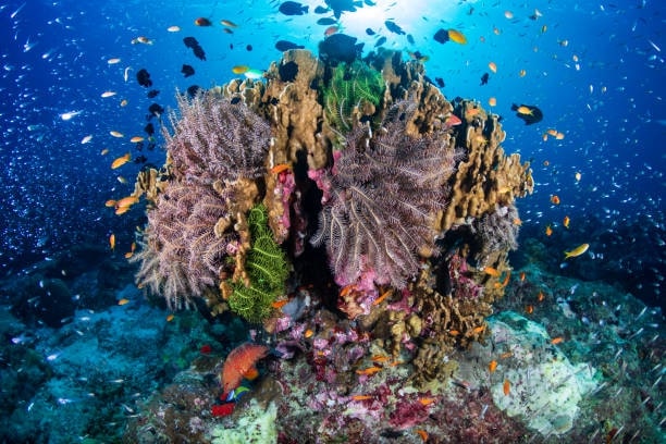 Scuva Diving in Similan Islands