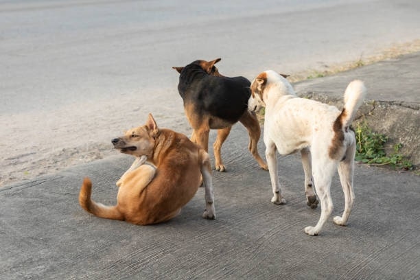 Steer clear of soi dogs