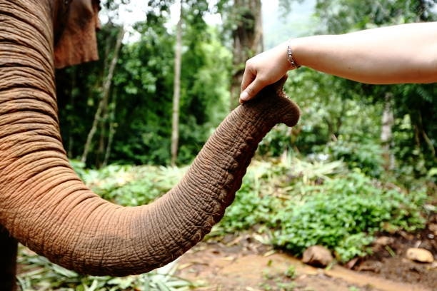 Step 1 Look for free volunteering opportunities with elephants in Thailand