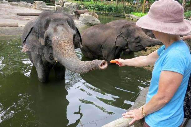 Participate in the different roles at Ethical Elephant Sanctuaries in Thailand