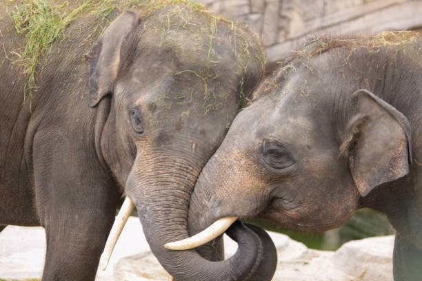 Two elephants hugging each other lovingly