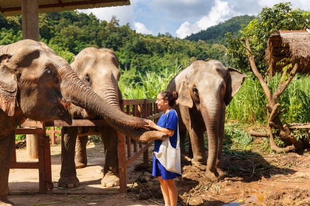 What are elephant camps in Thailand and their role in conservation