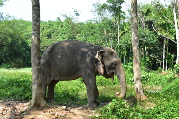 What are the biggest threats to elephants in Thailand