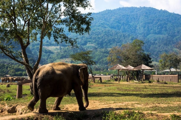 What is the elephant conservation status in Thailand