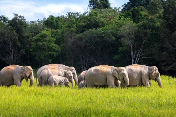 Which Thailand ethical elephant sanctuaries can I volunteer in