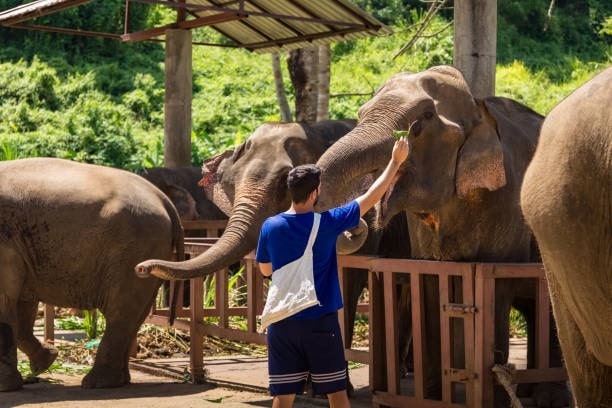 Young man feeds elephants with leaves