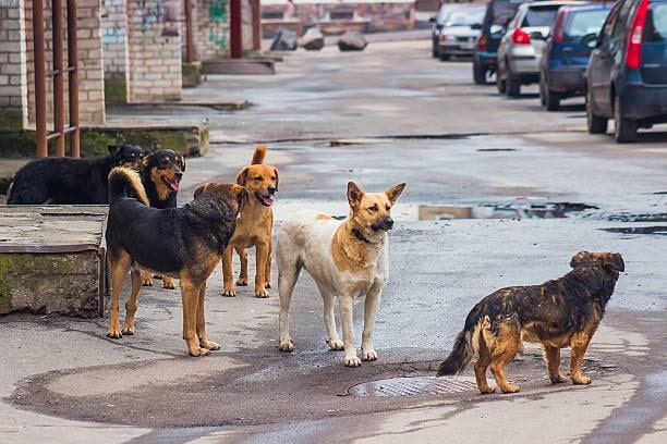 ‘Soi’ dogs are prevalent all over Thailand