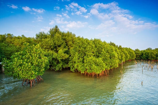 Ban Laem Mangroves