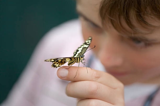 Best Time to See Butterflies in Thailand