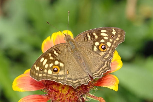 Butterflies hold cultural and symbolic importance in Thai traditions