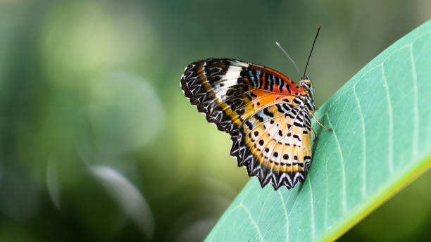 Explore the wonders of Bangkok Butterfly Garden & Insectarium has to offer