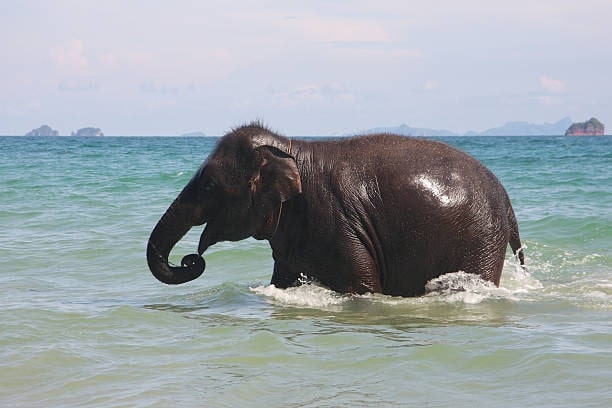 Go to Krabi Elephant Sanctuary