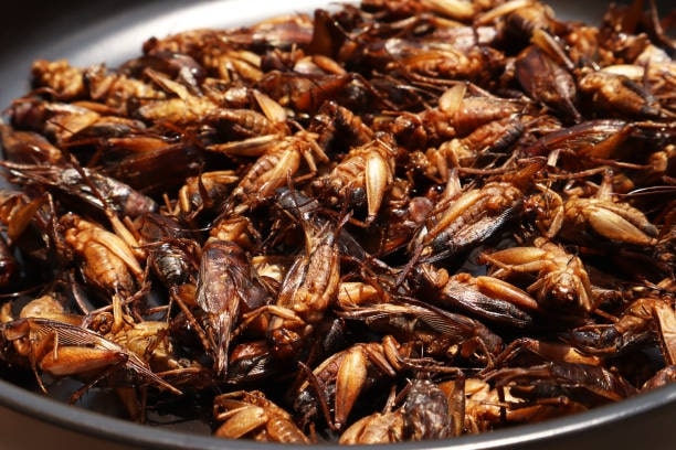 Jing Reed (Crickets)