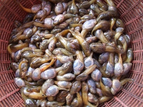 Mok Huak (Developing Tadpoles)