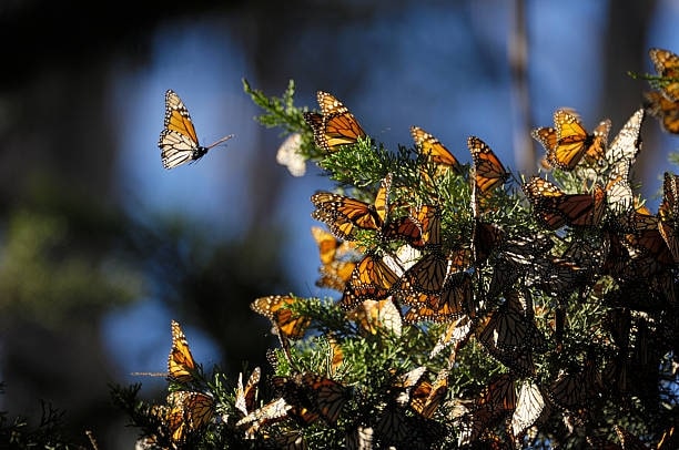 Some butterfly species in Thailand undertake impressive seasonal migrations