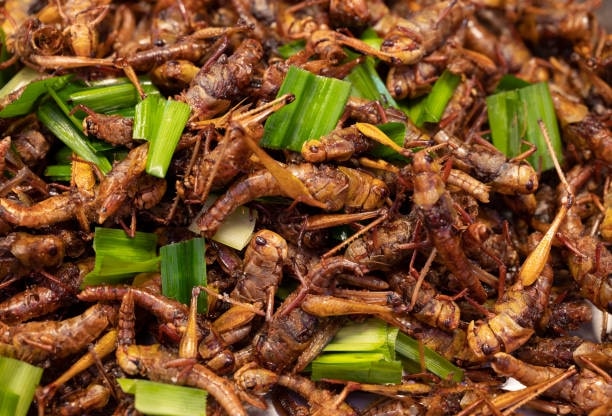 Tak Ka Tan (Grasshoppers)