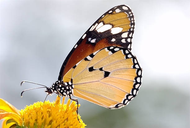 Thailand preserves butterflies by conservation measures