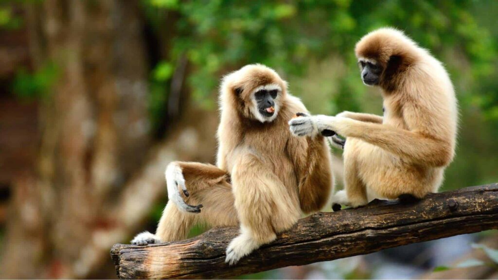 The Gibbon Rehabilitation Project