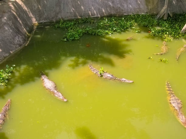 Visit Samui Crocodile Farm