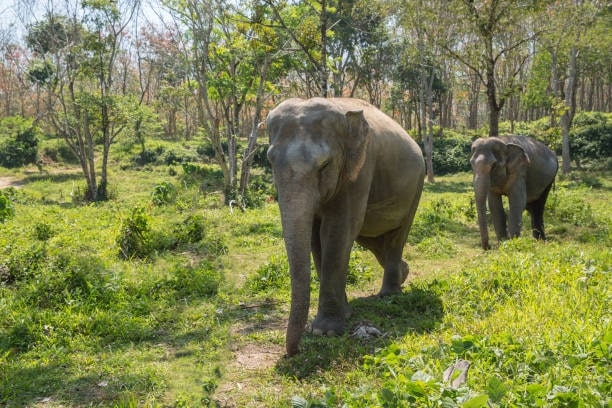 Visit the Phuket Elephant Sanctuary