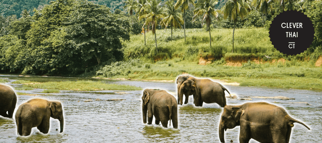 Interact with the gentle giants of the Green Elephant Sanctuary